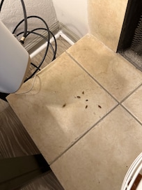 Roaches