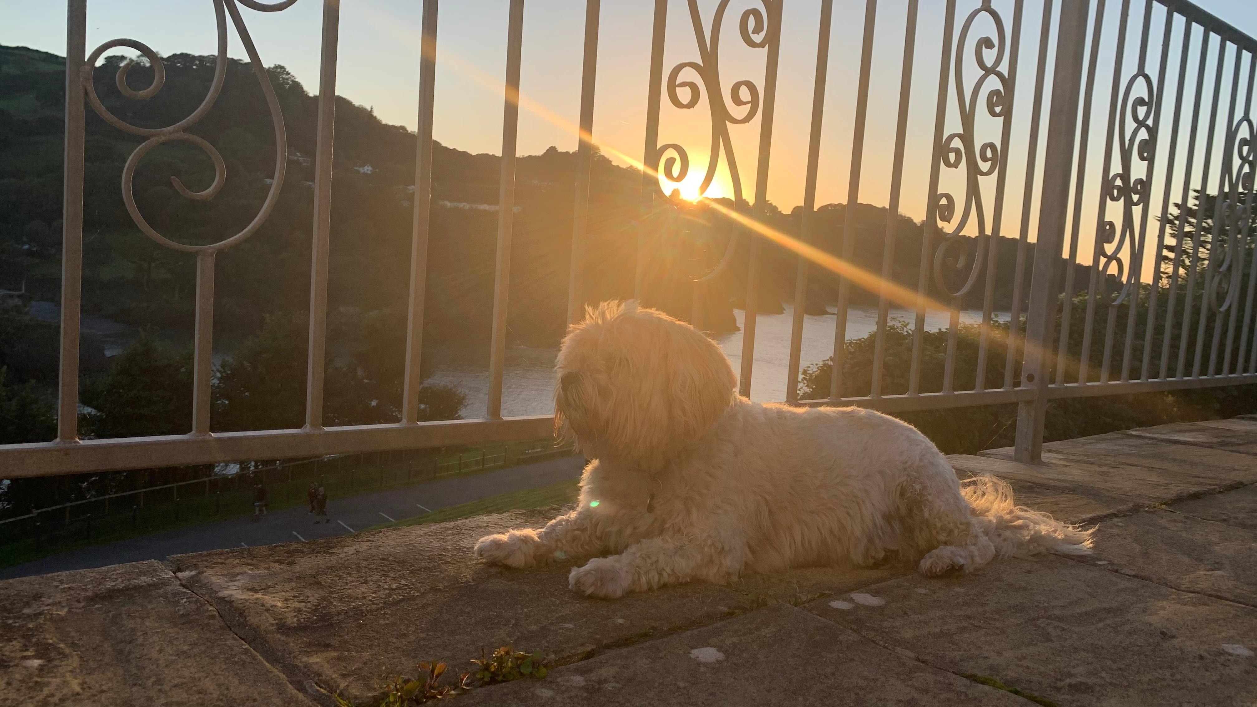 Kiki chilling on the balcony watching for other dogs coming up on the green