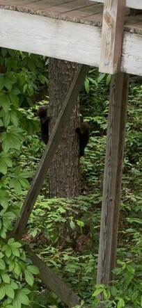 cubs in tree