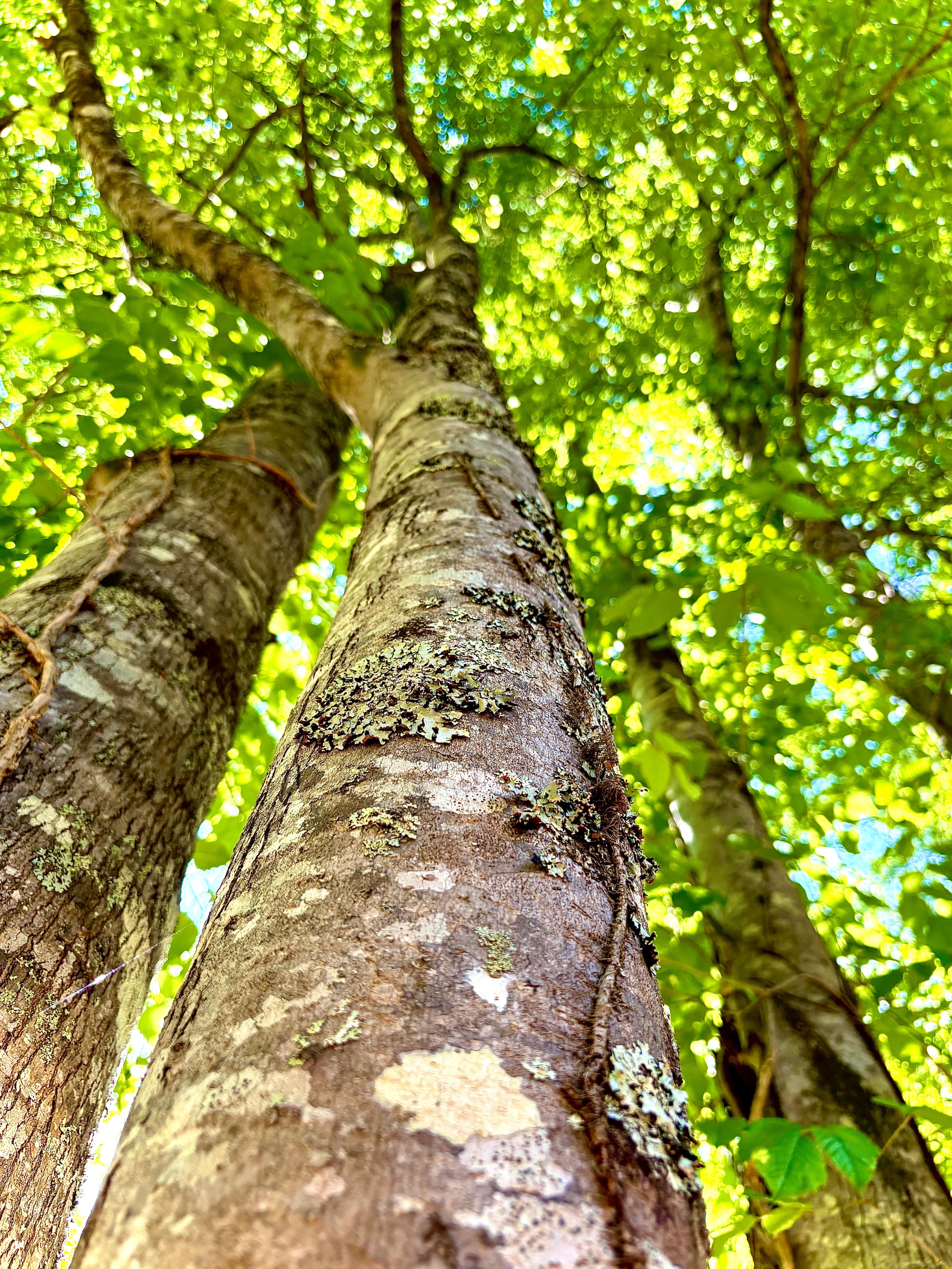 Beautiful trees on the property 