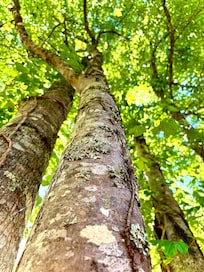 Beautiful trees on the property