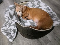 Hiccup napping after riding