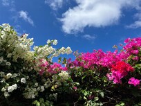Im Garten