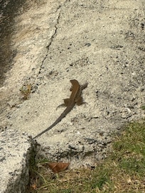 Lots of lizards. But none in your room.