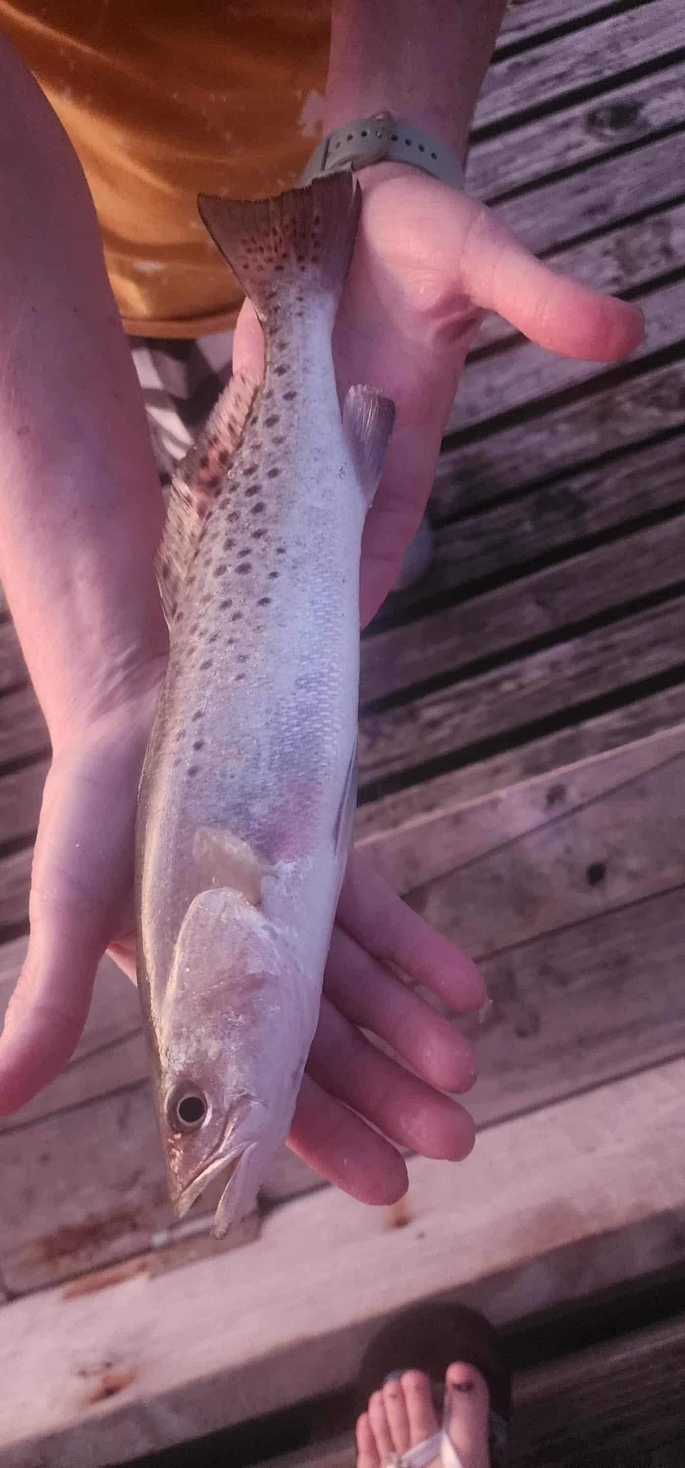 Small Speckled trout 