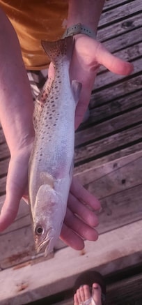 Small Speckled trout