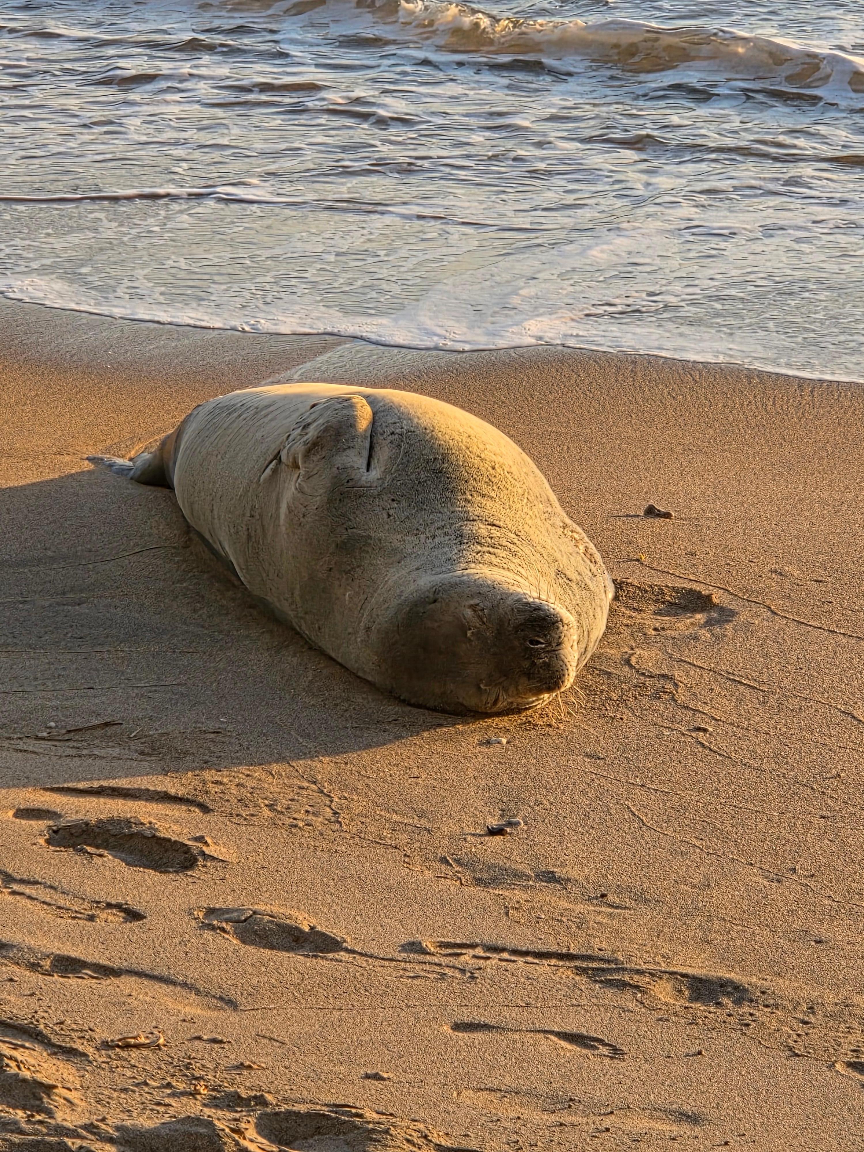 Monk seal on the beach