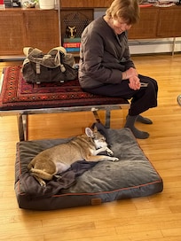 Our small dog loved the big beds!