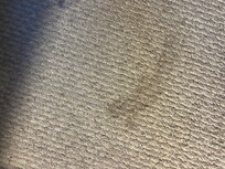 Stains on carpet