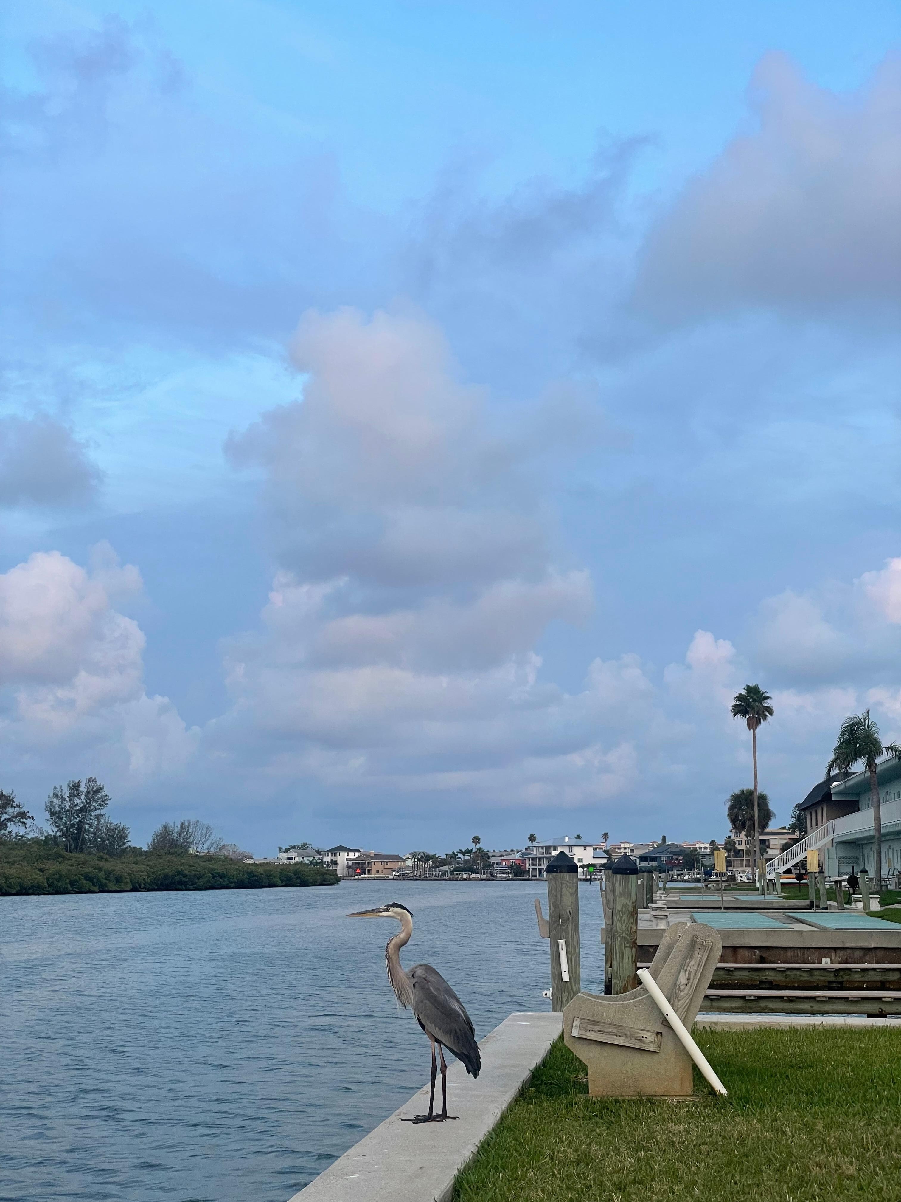 The great blue heron who visited everyday.