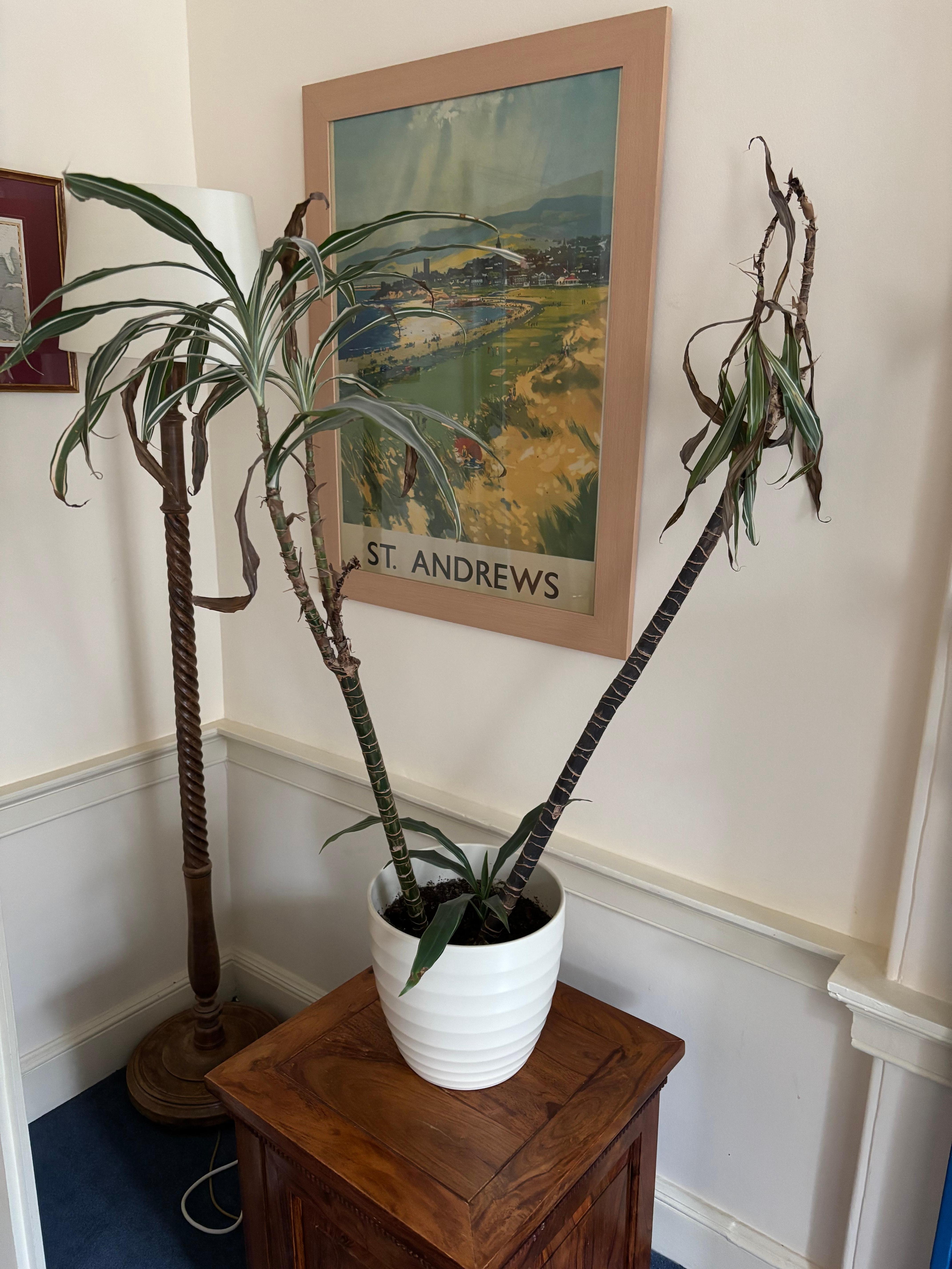 A plant as neglected as the rest of the flat 