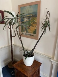 A plant as neglected as the rest of the flat