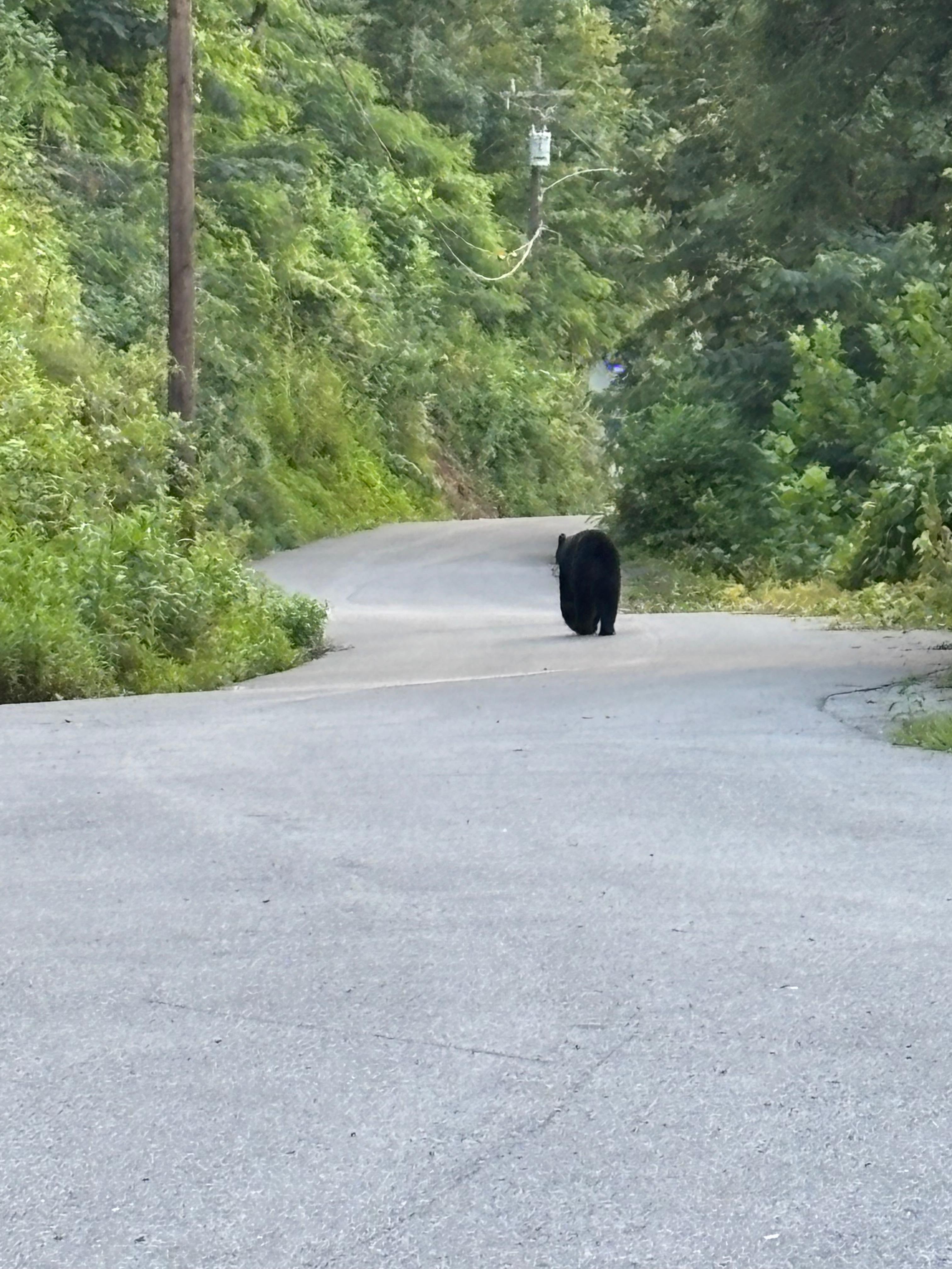 Big Bear just had walked from the back of the cabin.