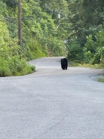Big Bear just had walked from the back of the cabin.