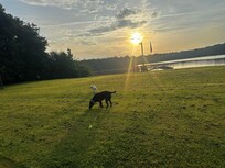 Yard in the morning