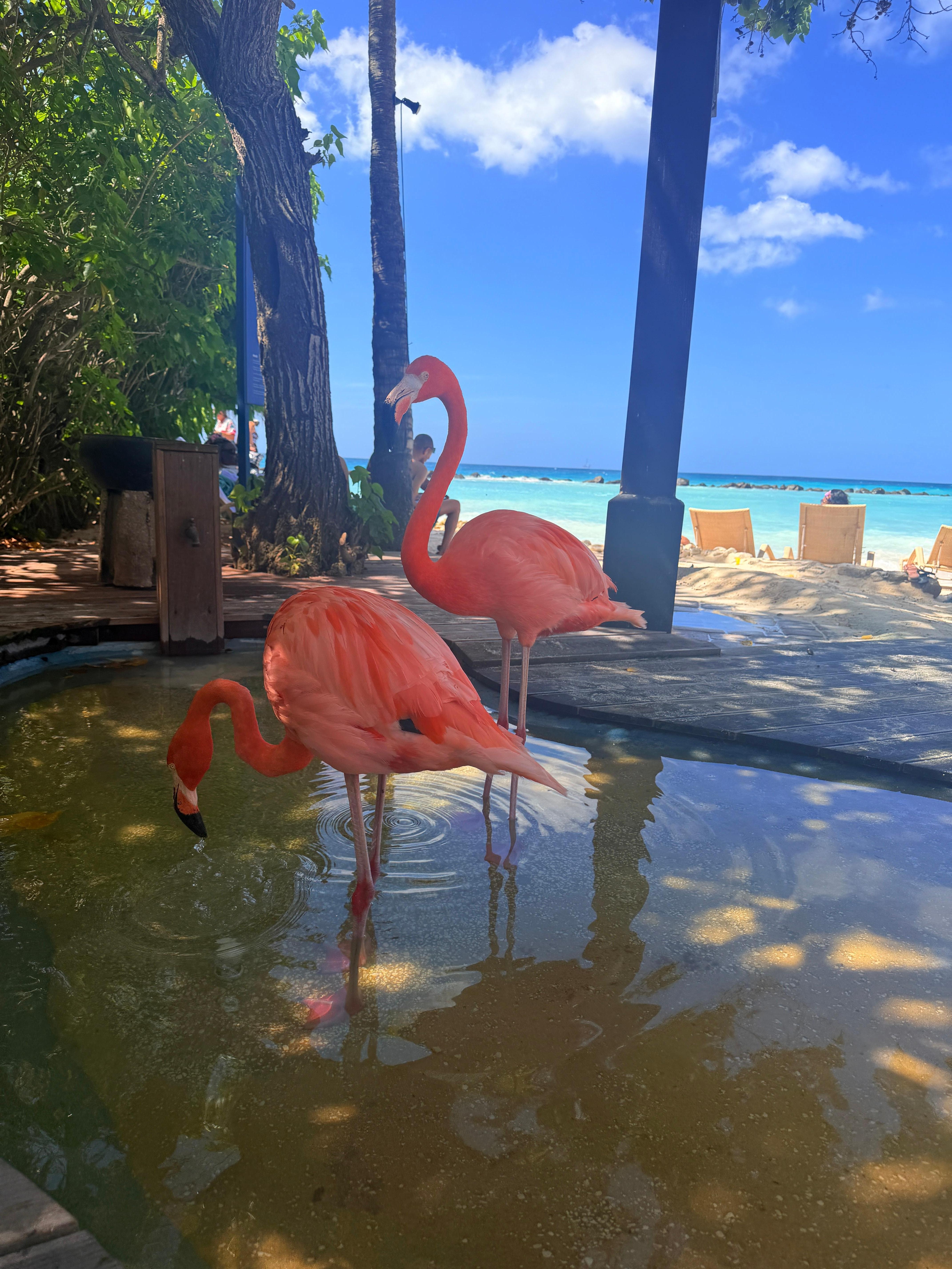 Flamingos at private island