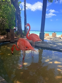 Flamingos at private island