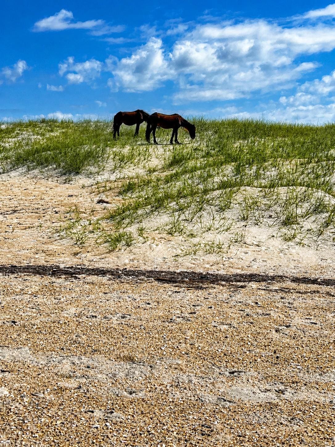 Shackleford Banks
