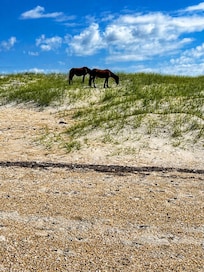 Shackleford Banks
