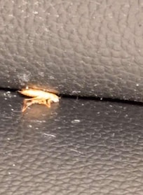 Dead cockroach on the kitchen table chair