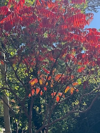 Fall foliage