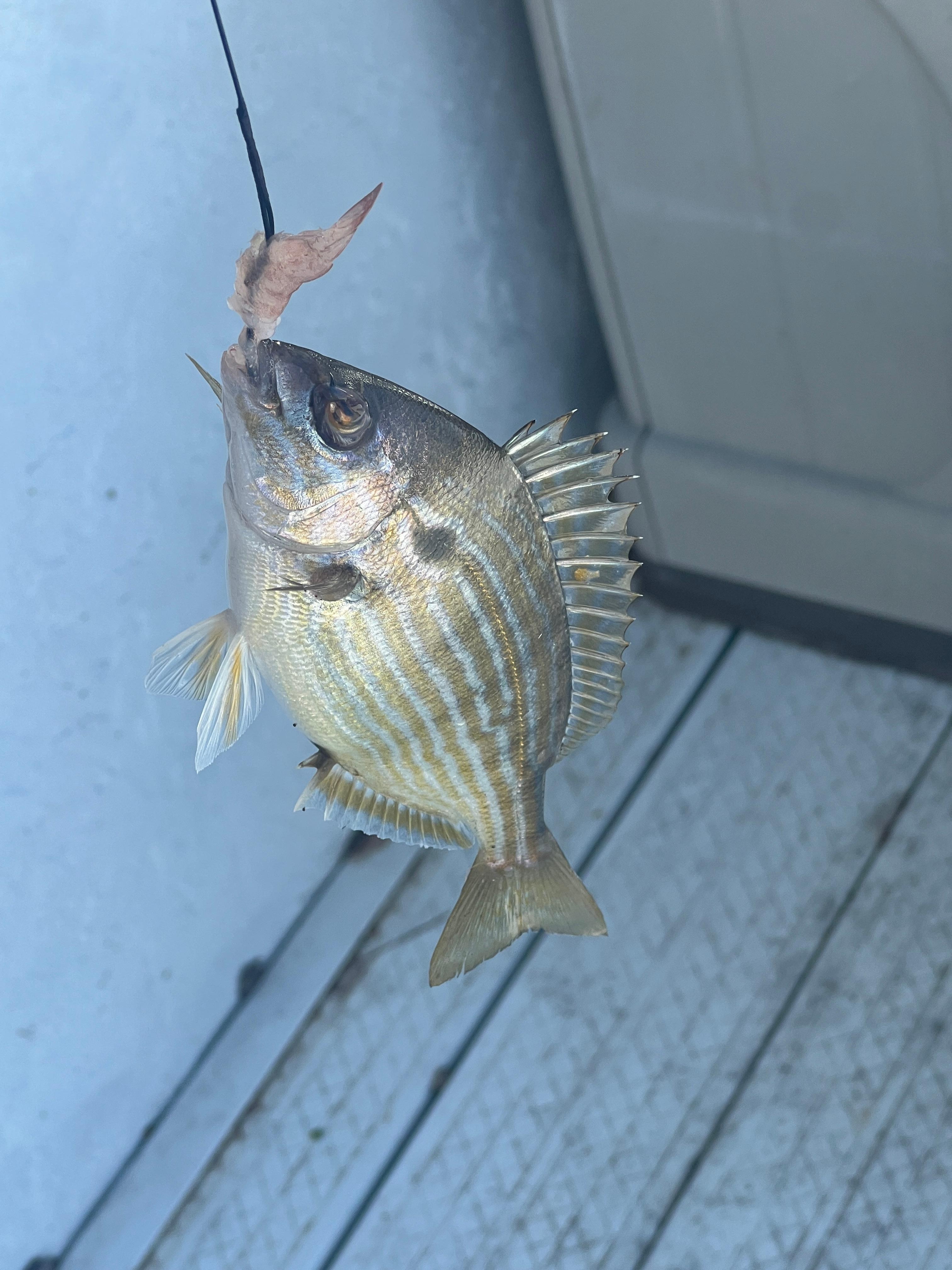 Fish caught from dock! 