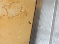 Ant