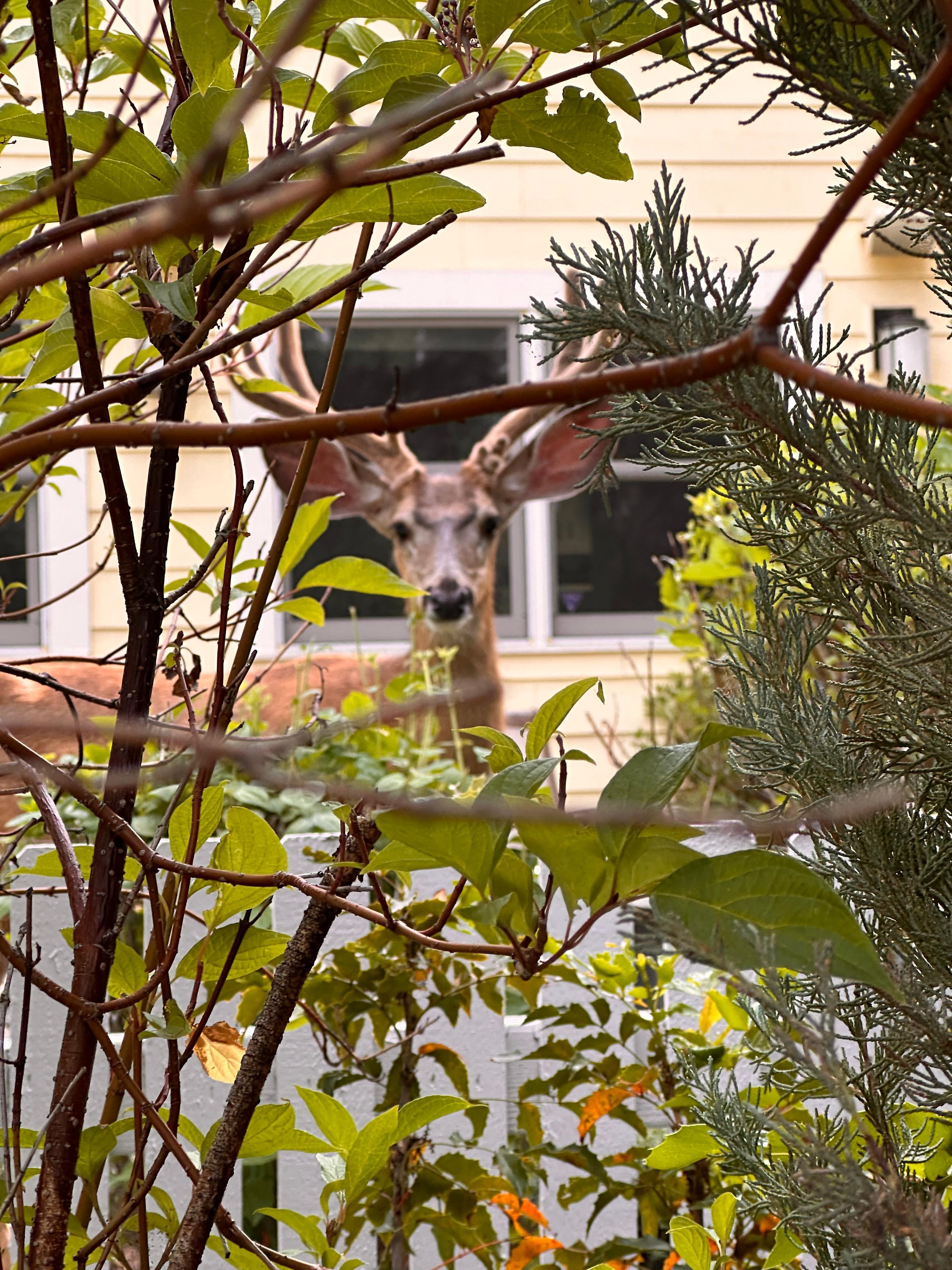 PeekABoo. 