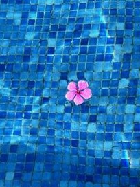 Little pieces of beauty all around