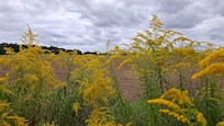 Feld hinter dem Haus