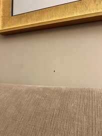Bugs