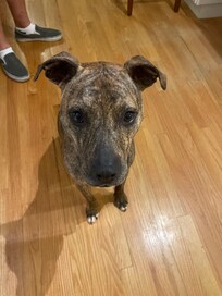 Augie being a good boy.