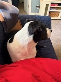 Fur baby relaxing by the TV