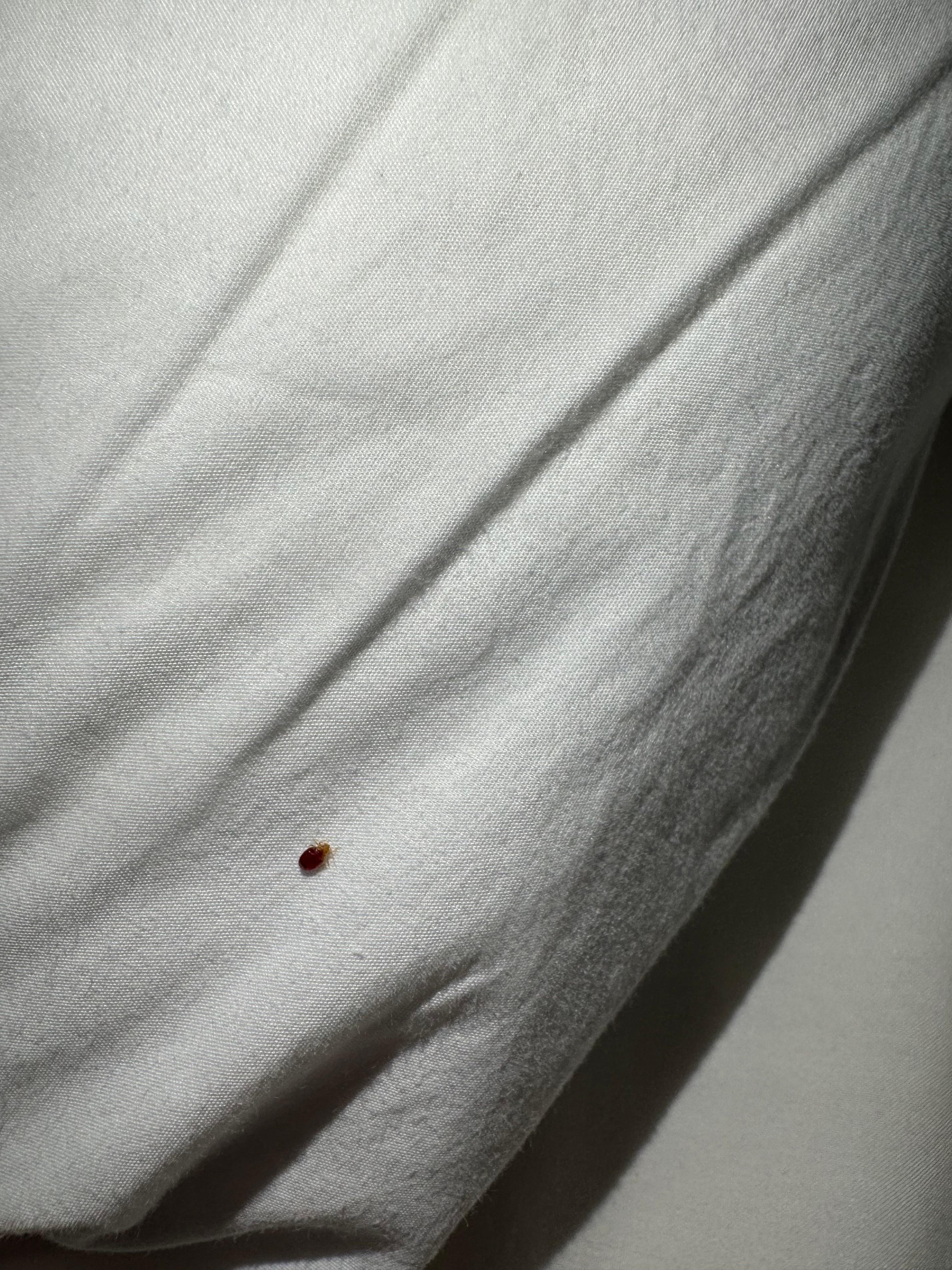 My friend here left me with red welts all over my body. 