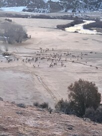 View of a large elk heard from the deck