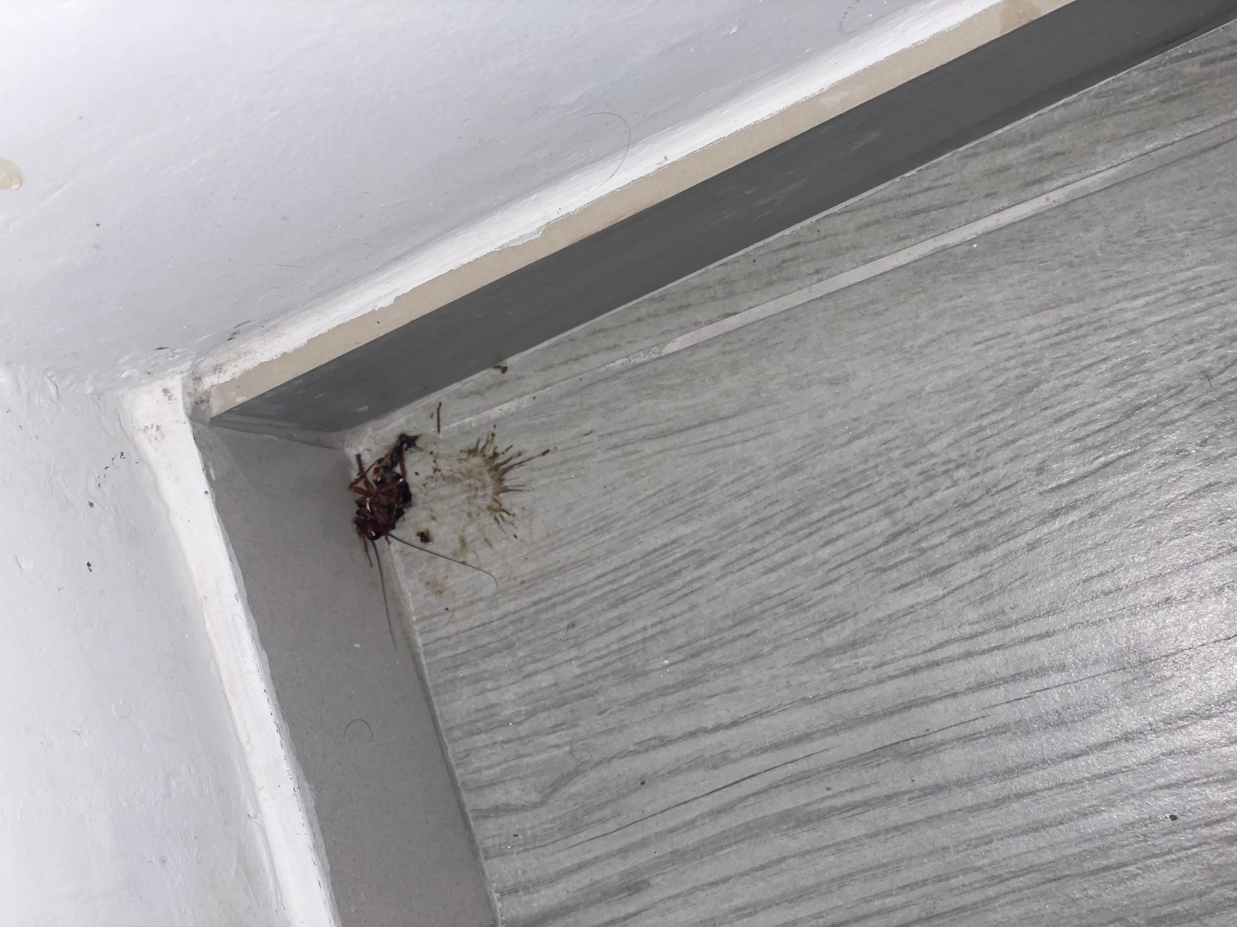 Cockroach we killed in the kitchen