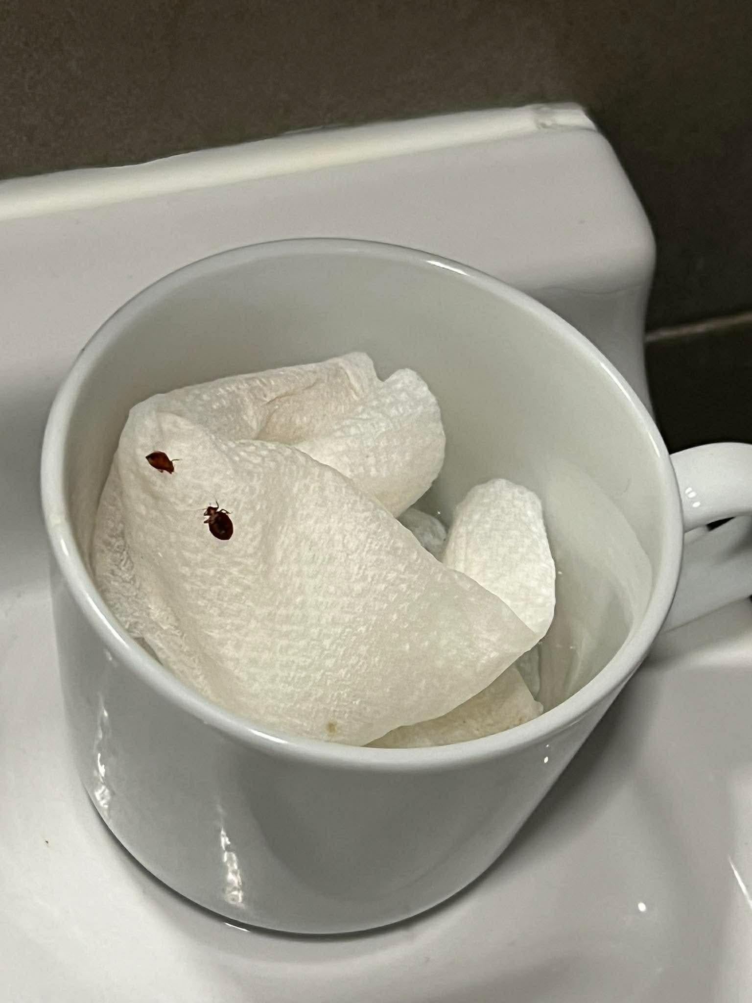 Two of the bed bugs that crawled on my bed at night,  in the Comfotel Purple