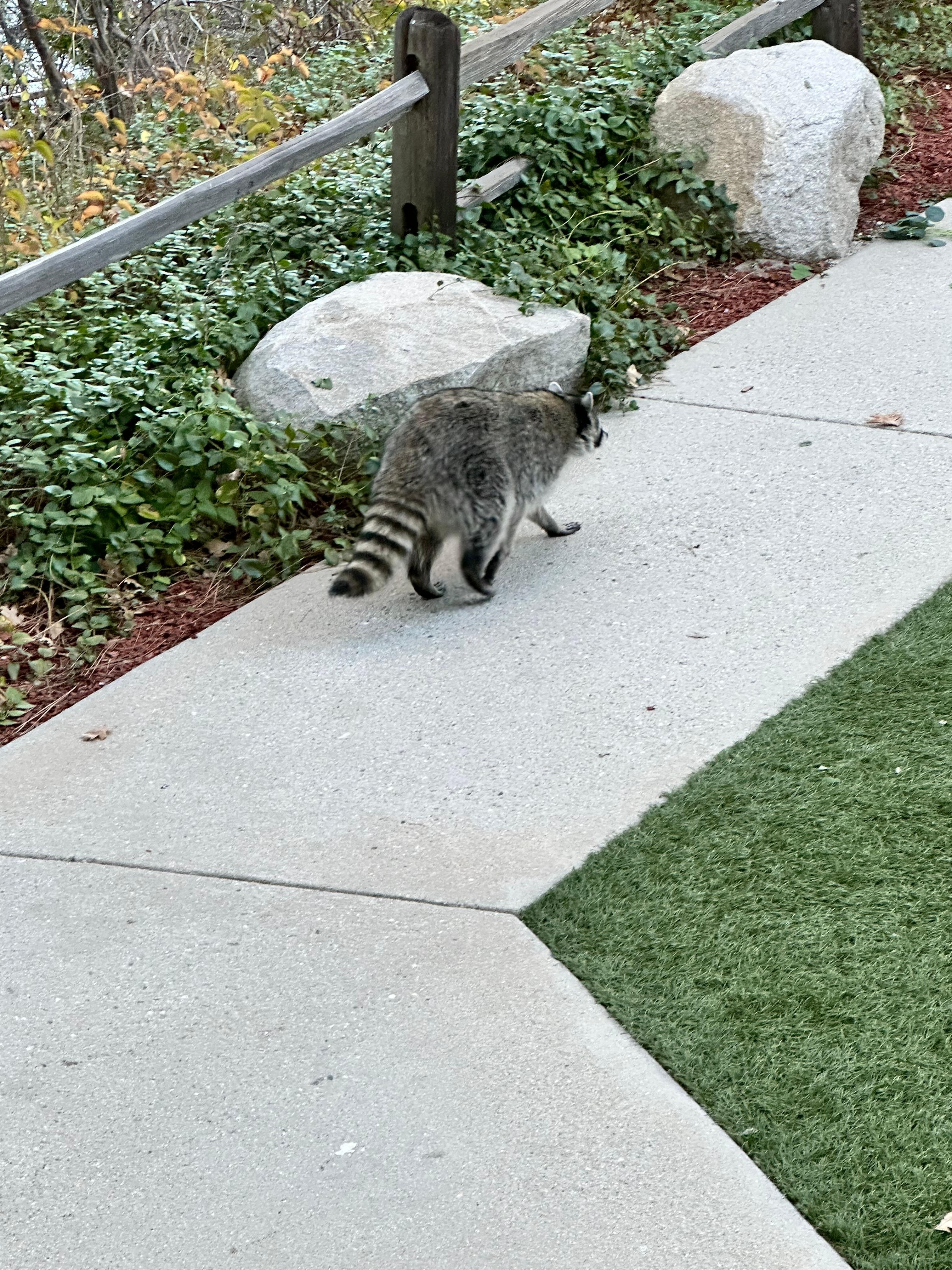 Raccoon walking by