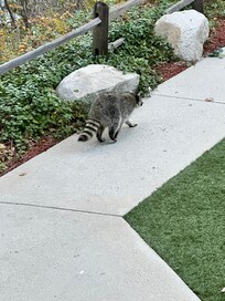 Raccoon walking by