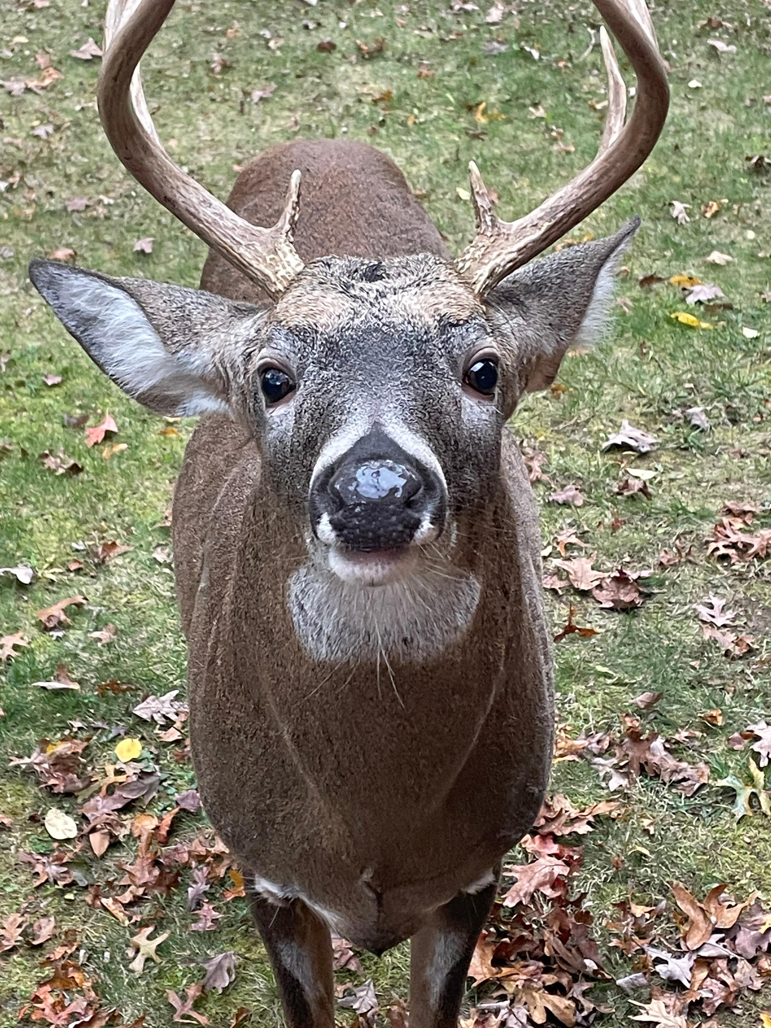 This guy walked up to me! 
