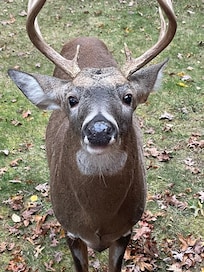 This guy walked up to me!