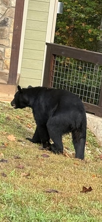 Bear on the street