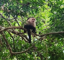 Aggressive monkey
