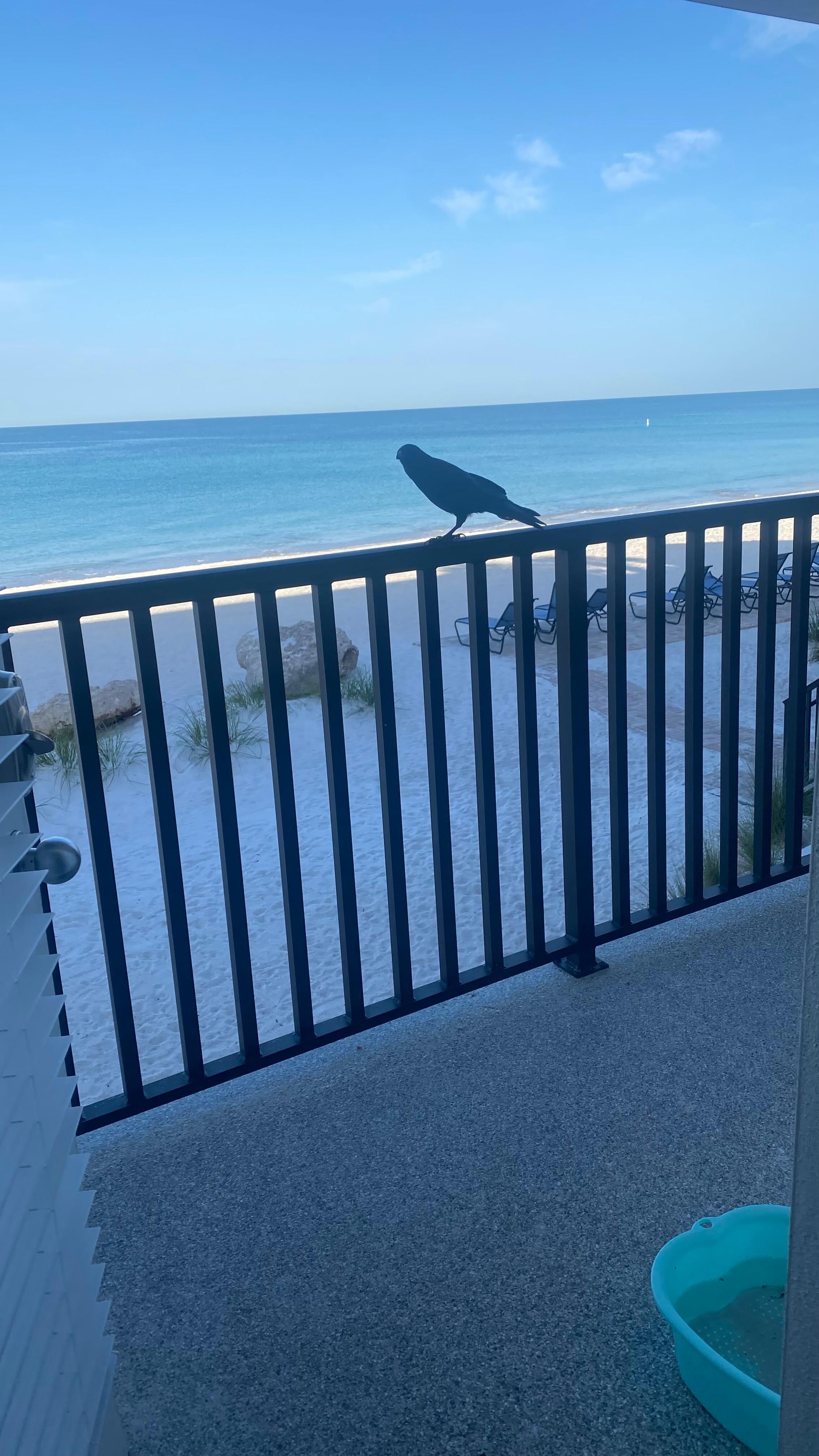 Balcony and the resident crow