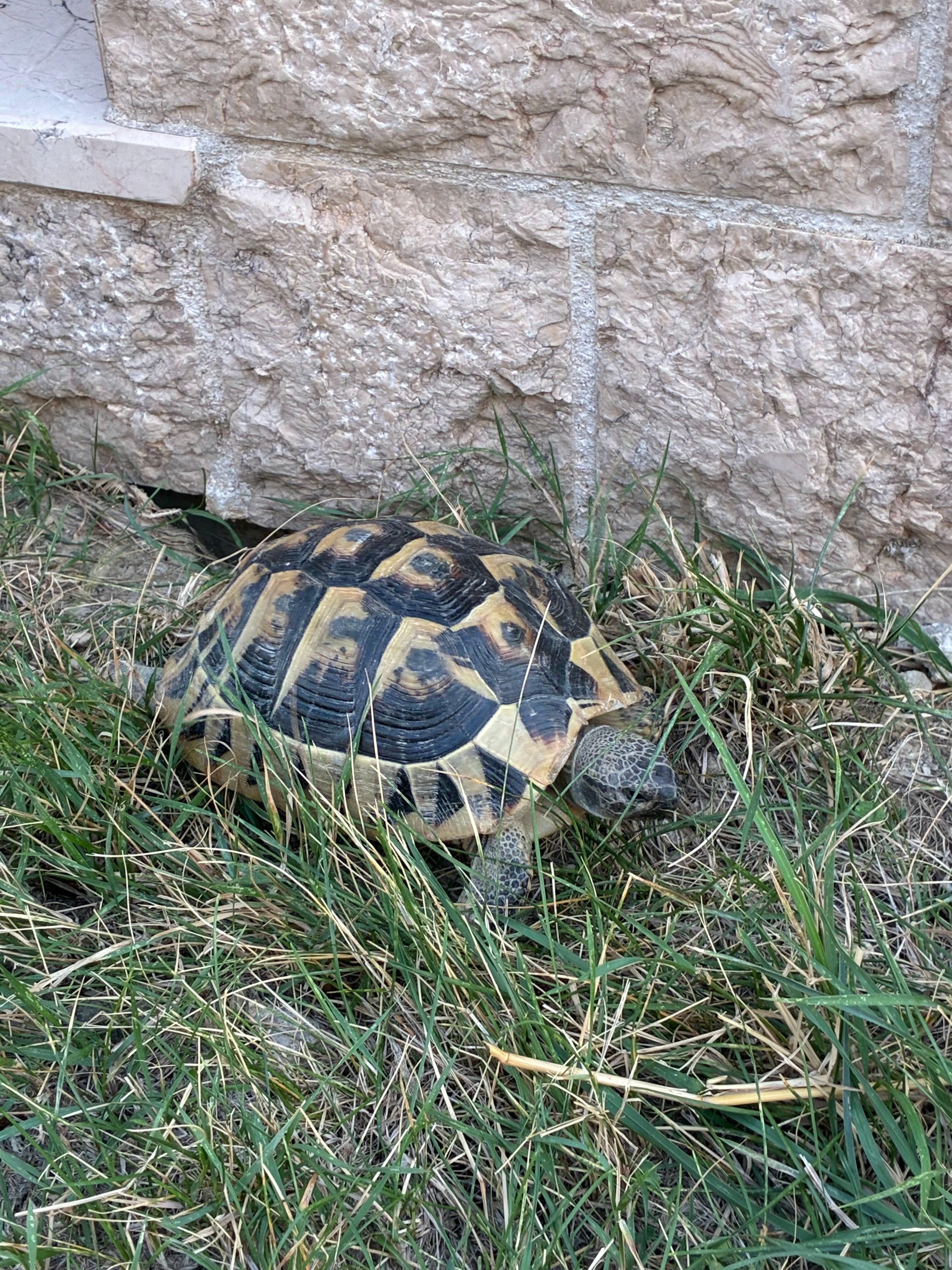 Kwam voorbij stiefelen in de tuin
