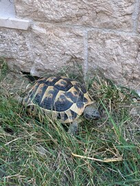 Kwam voorbij stiefelen in de tuin