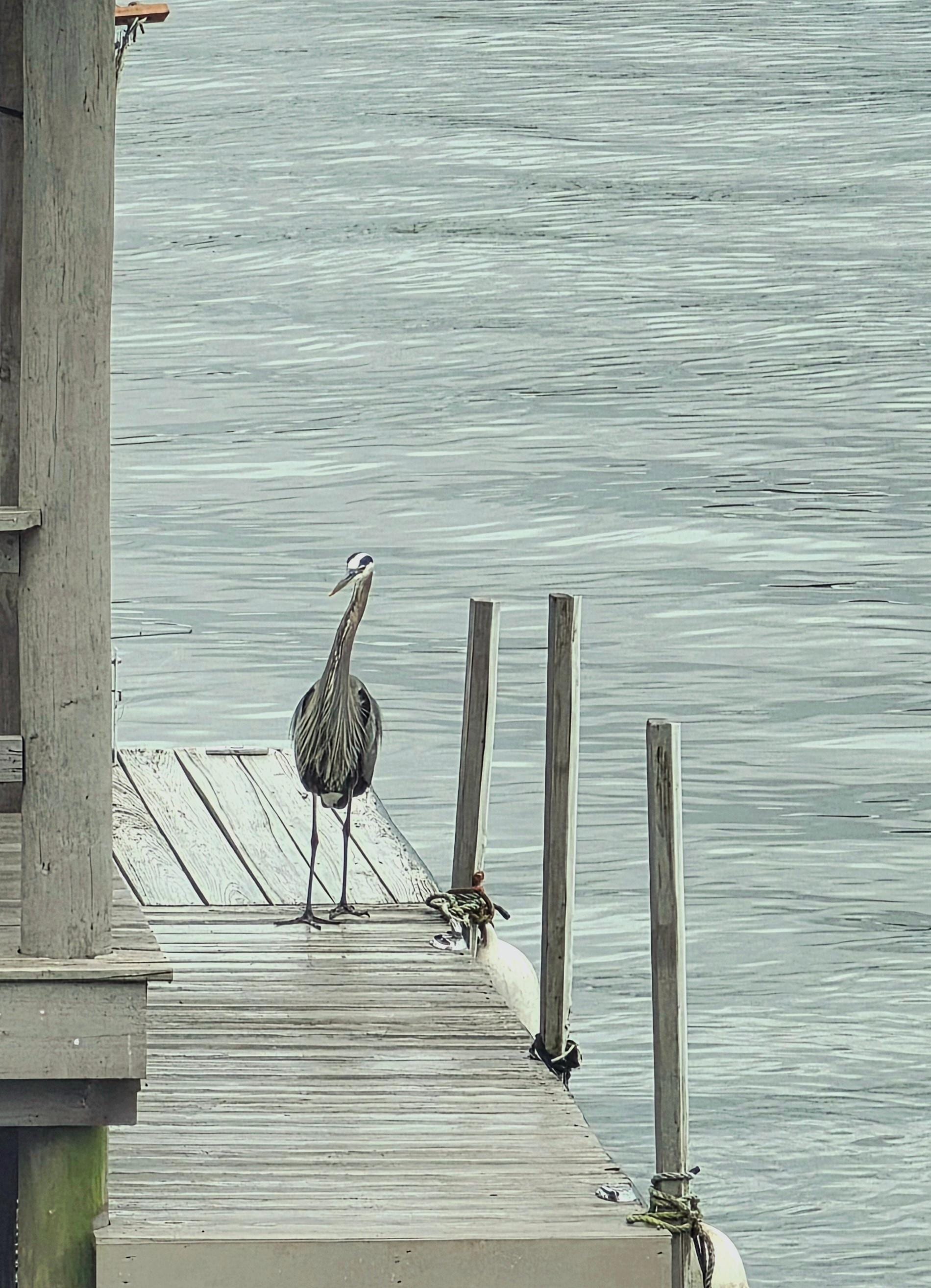 Lots of birds and ducks all around