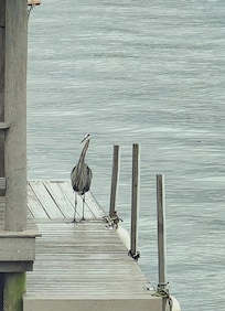 Lots of birds and ducks all around