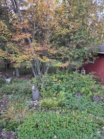 Gardens outside the kitchen window