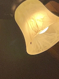 One of the many locations of dead bugs. I understand the rental is in the woods, but it’s obvious the dead bugs had been ignored for quite some time, and hadn’t been cleaned before our arrival.